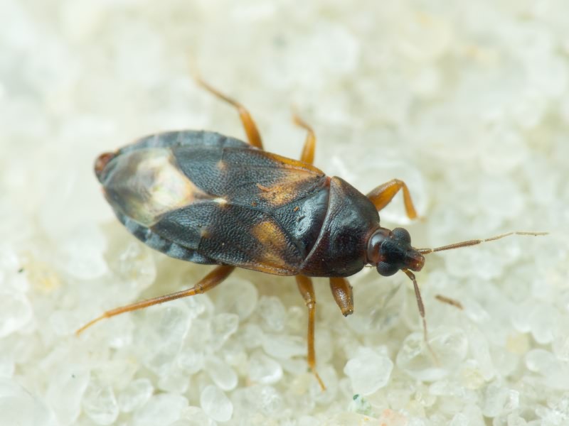 Lyctocoris dirnidiatus (Spinola, 1837)
